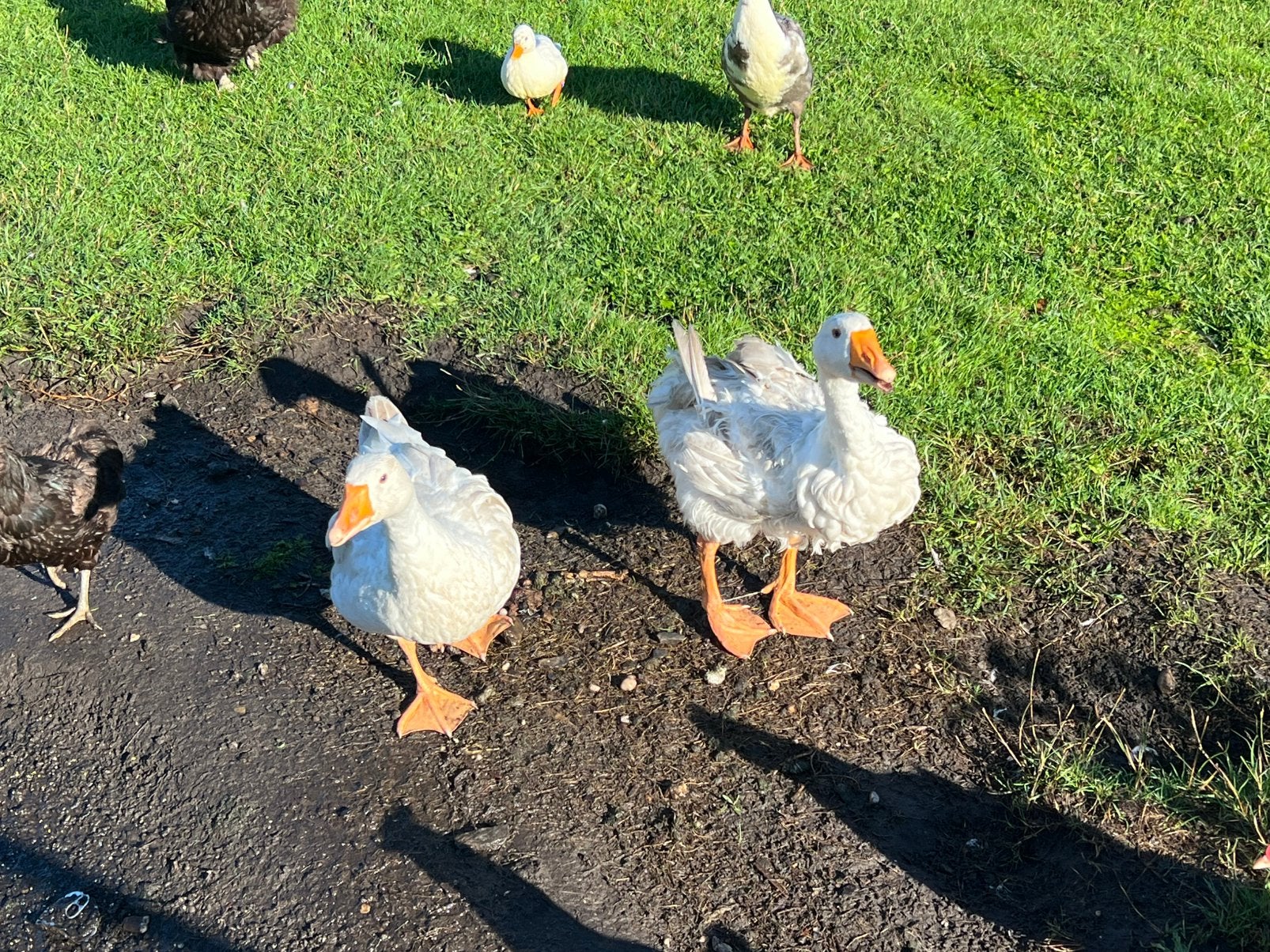 Koppel ganzen, Dieren en Toebehoren, Pluimvee, Meerdere dieren, Gans of Zwaan