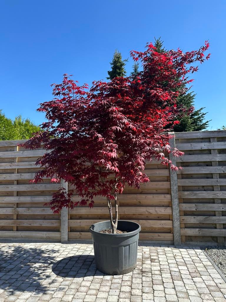 Japanse esdoorn, Tuin en Terras, Ophalen