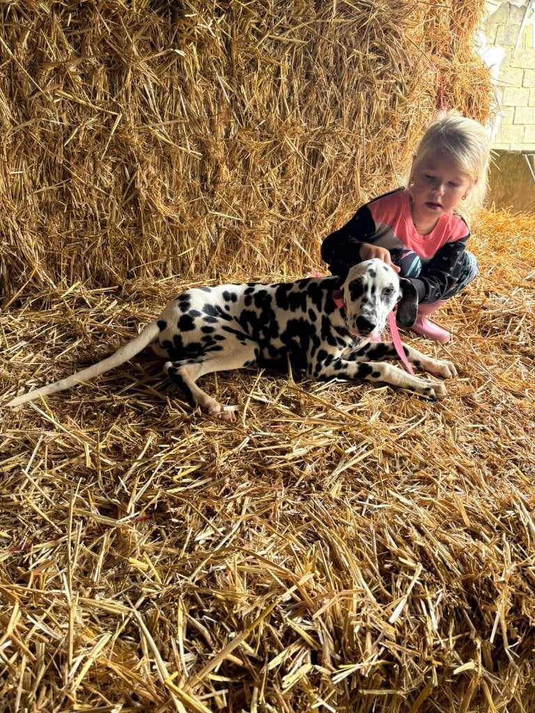 Joli chiot dalmate, Animaux & Accessoires, 15 semaines à 1 an, Chien (mâle), Maladie de Carré (chiens), Autres races