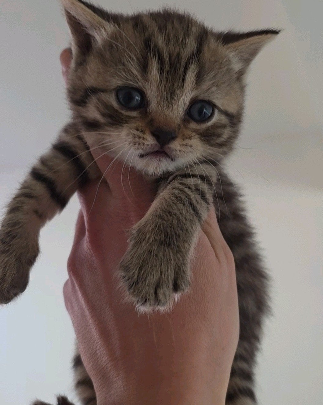 brits korthaar kittens, Meerdere dieren, Gechipt, 0 tot 2 jaar