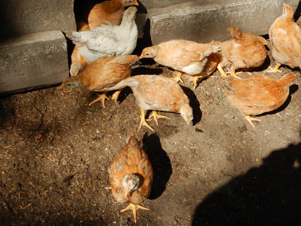 leg kippen te koop, Dieren en Toebehoren, Vrouwelijk, Kip