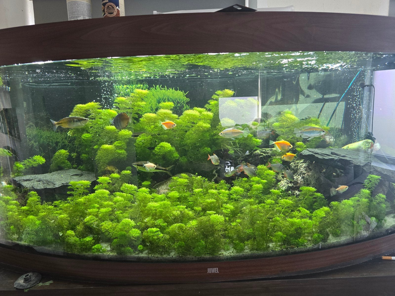 Juwel aquarium + vissen, Ophalen, Gebruikt, Gevuld zoetwateraquarium, Inclusief vissen