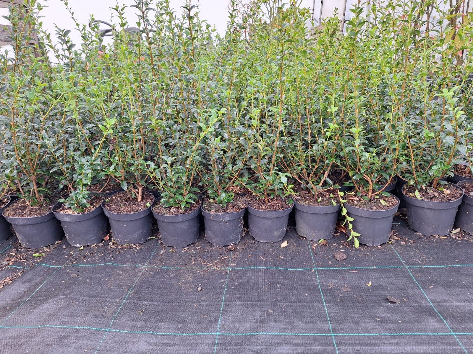 ‼️osmanthus Burkwoodii aan promoprijzen ‼️, Ophalen, Taxus