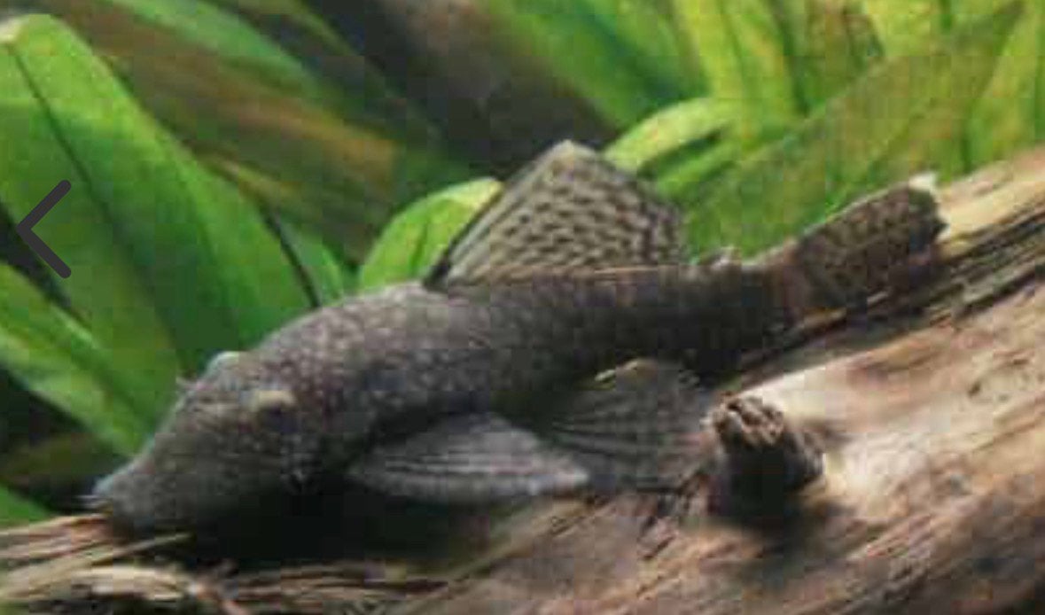 Ancistrussen 3, 5, 8 cm en baby’s enkele dagen oud,, Ophalen, Zo goed als nieuw