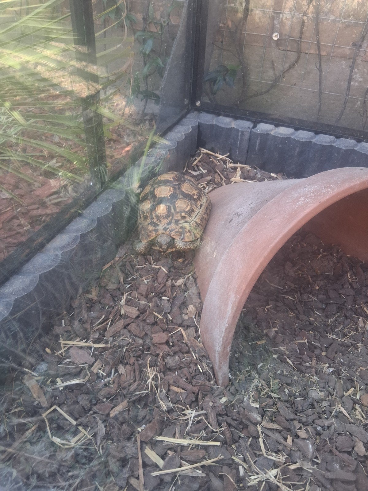 landschildpad, Dieren en Toebehoren, Ophalen