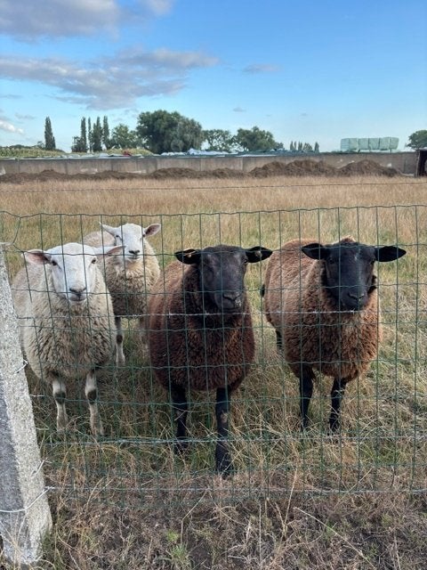 schapen bokken, Dieren en Toebehoren, Januari, Mannelijk