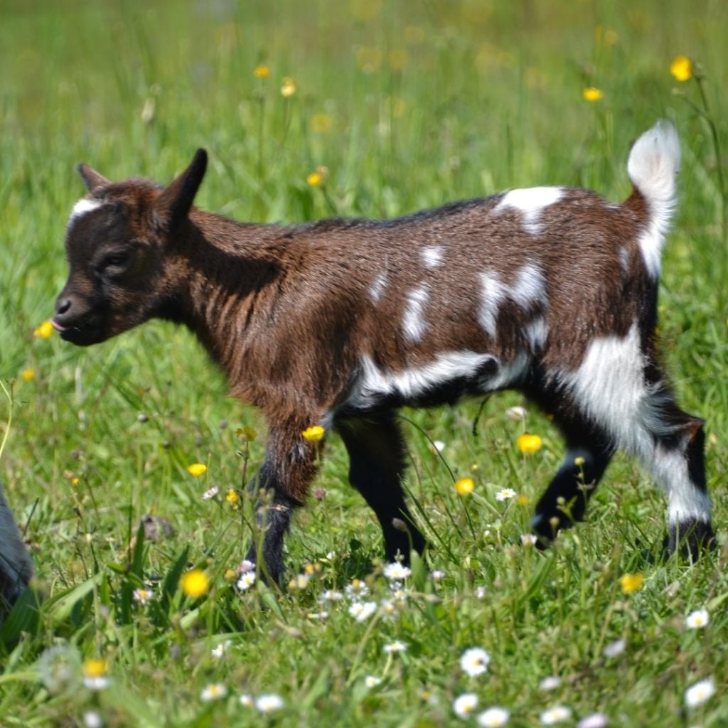 Chèvres miniatures et toys, Plusieurs animaux, Chèvre, 0 à 2 ans