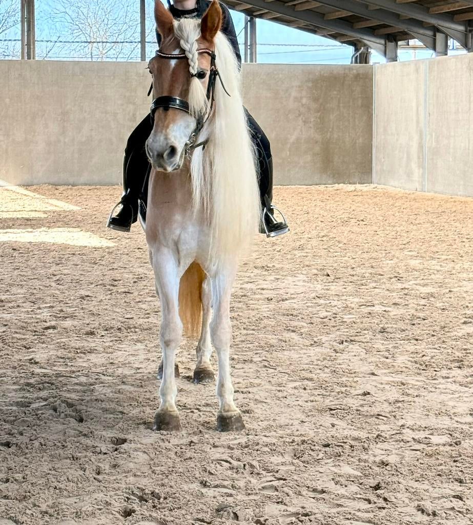 Haflinger merrie te koop, Enlèvement, Comme neuf