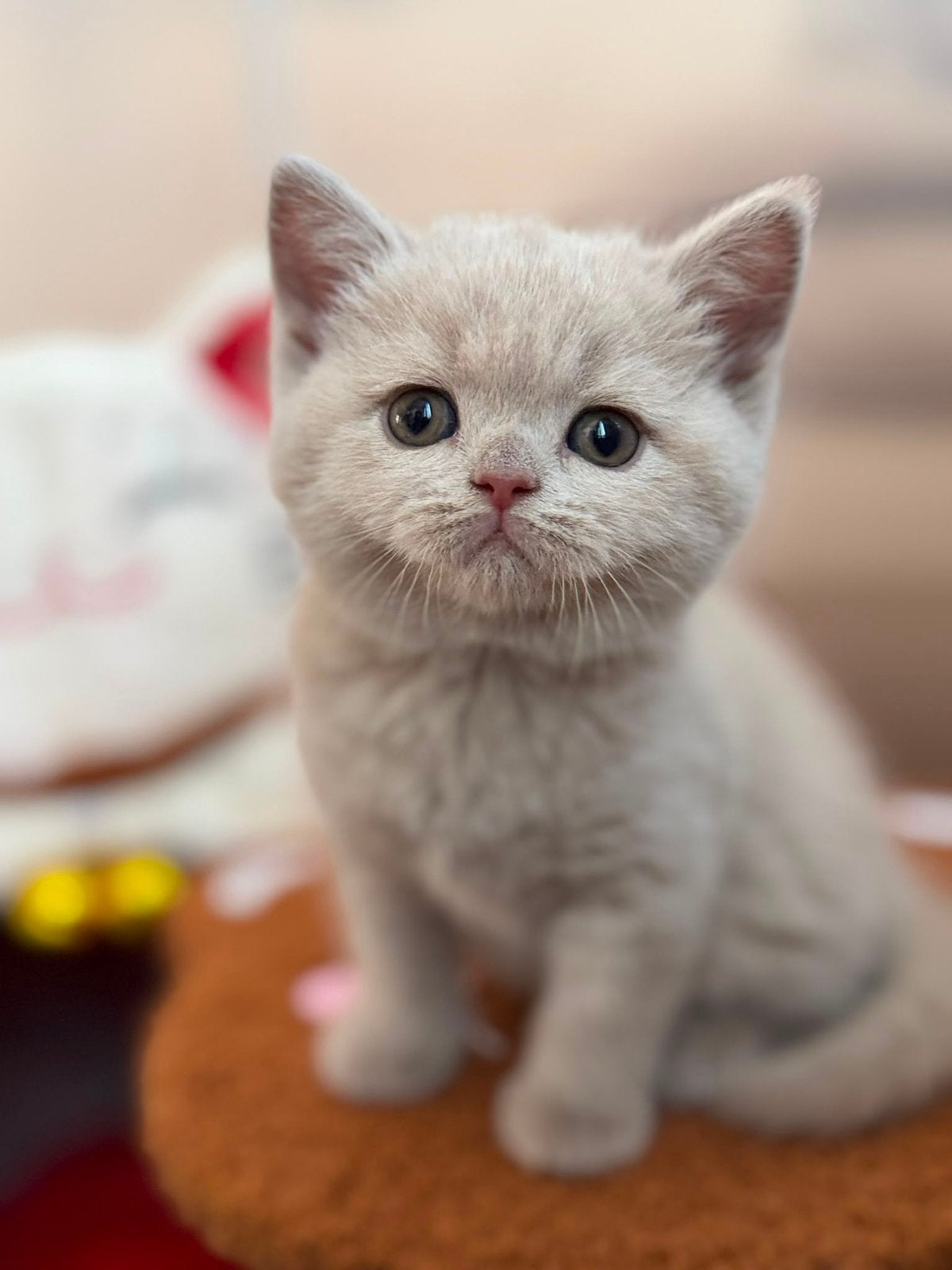 British shorthair, Plusieurs animaux, Avec pedigree, 0 à 2 ans