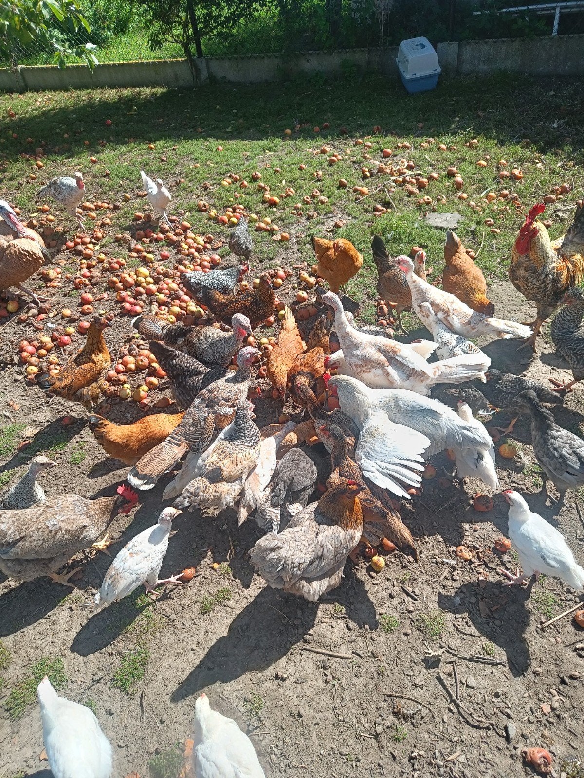 Beaux poulets, Animaux & Accessoires
