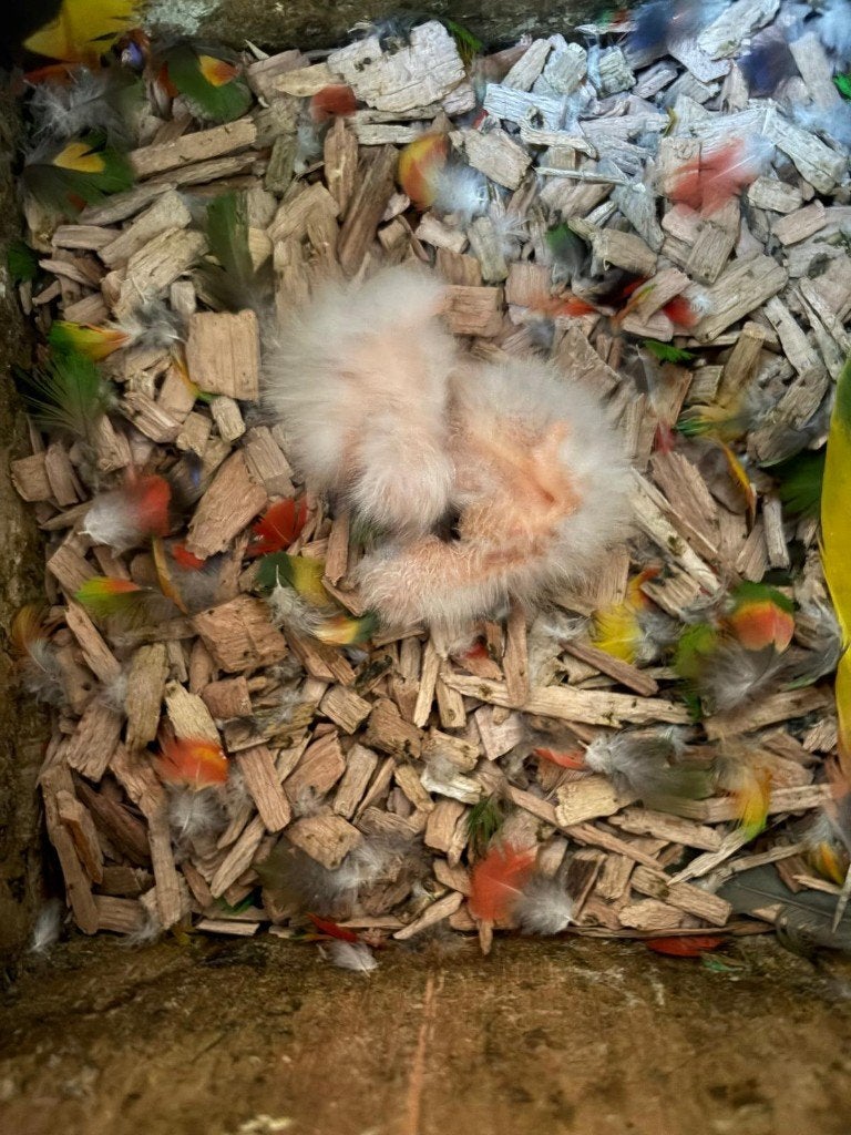 Lori Van de Blauwe Bergen, Geslacht onbekend, Geringd