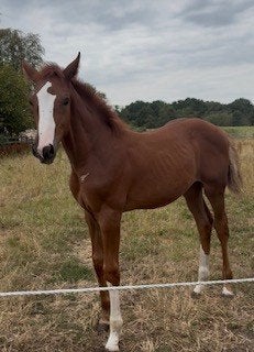 Fantastisch Hengstveulen, Hengst, Onbeleerd, Springpaard, 0 tot 2 jaar