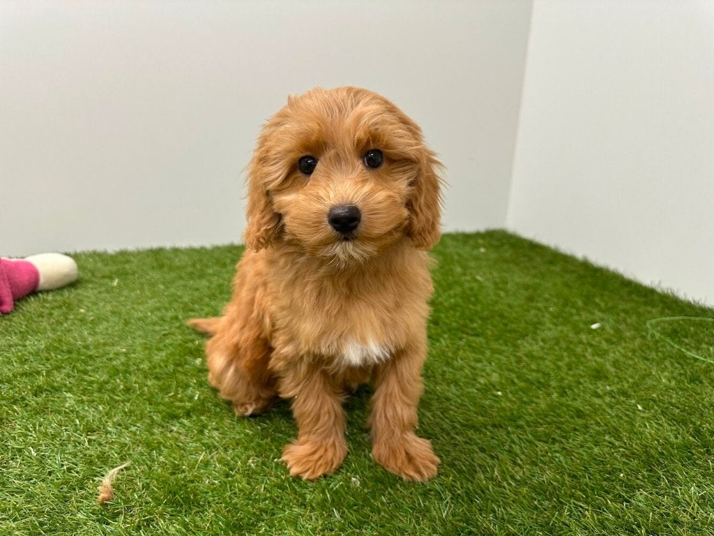 Maltipoo pups, België, 8 tot 15 weken, Parvo, Meerdere