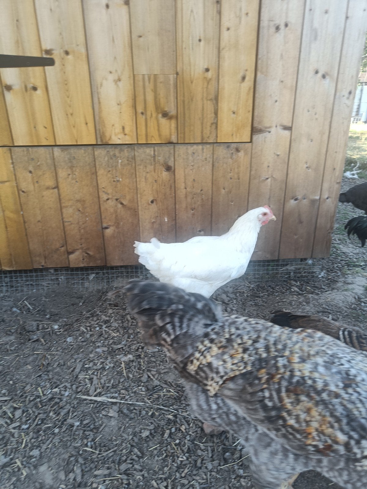 jeune poule de bresse blanche, Poule ou poulet