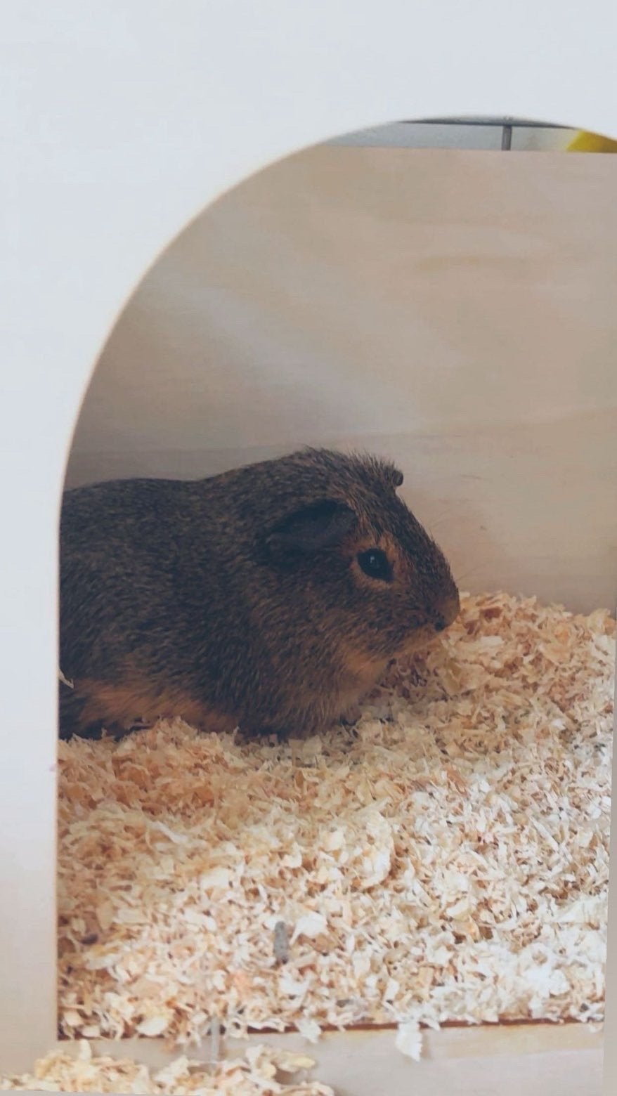 2 cochons d'Inde, Mâle, Domestique, Cobaye, Juillet