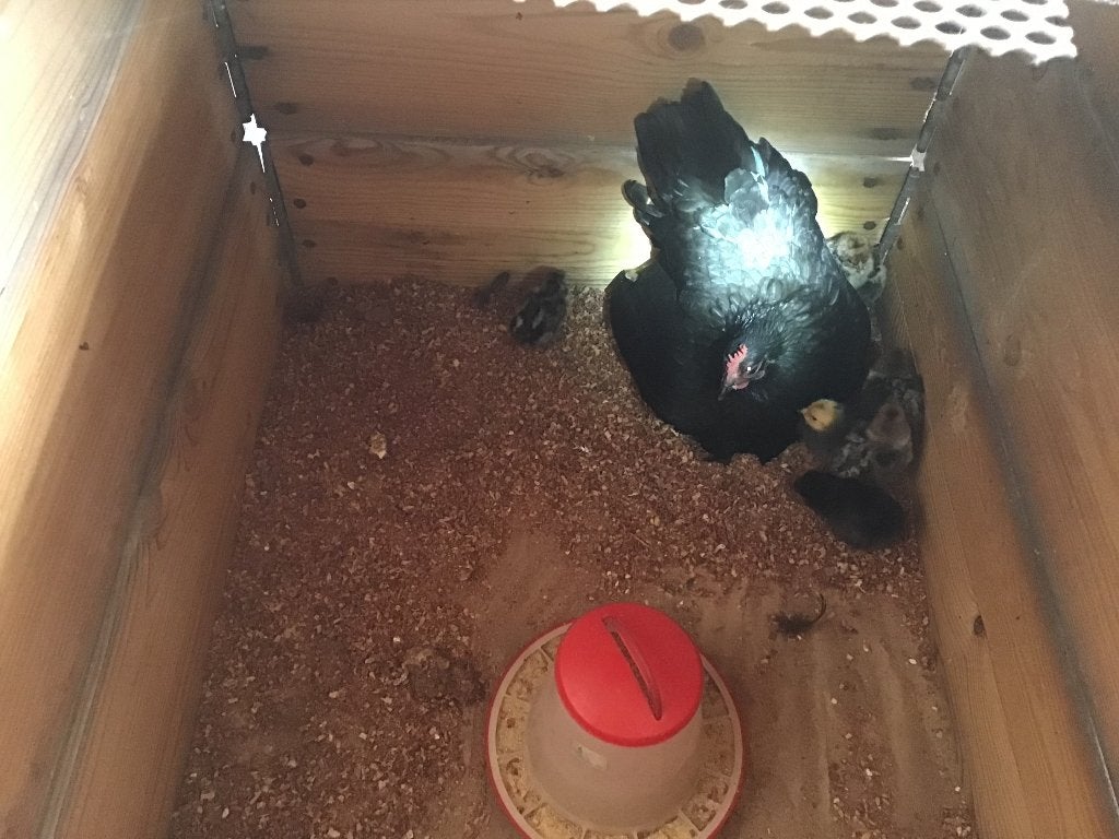 Kloek met 10 kuiken van raskippen, Geslacht onbekend, Kip