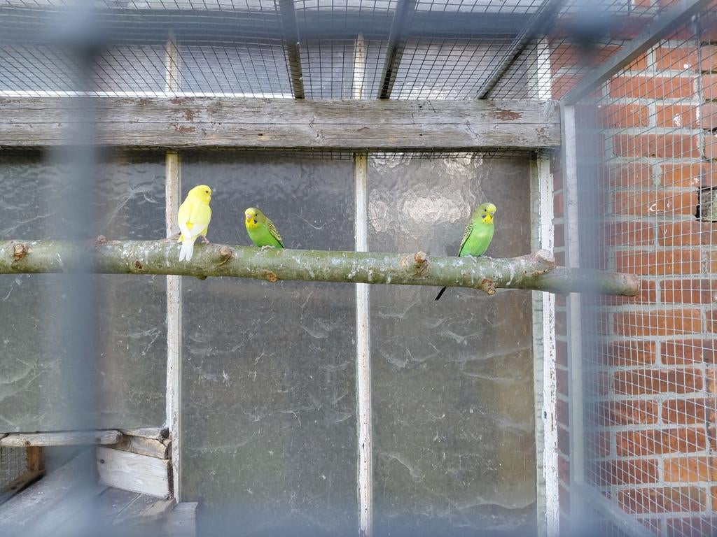 Jonge grasparkieten, Dieren en Toebehoren, Vogels | Parkieten en Papegaaien