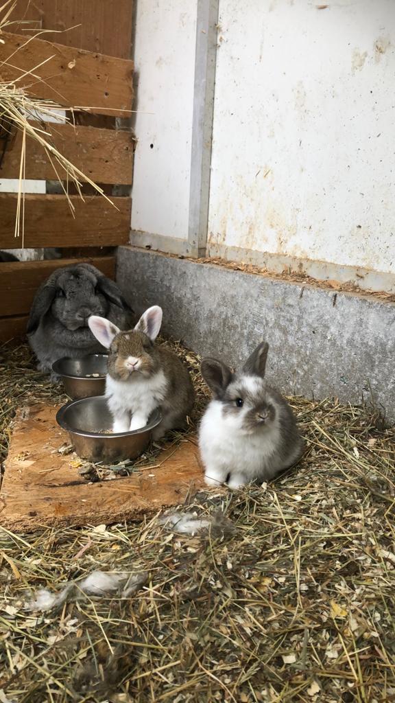 Dwerkonijntjes, Meerdere dieren, Dwerg, Hangoor, 0 tot 2 jaar