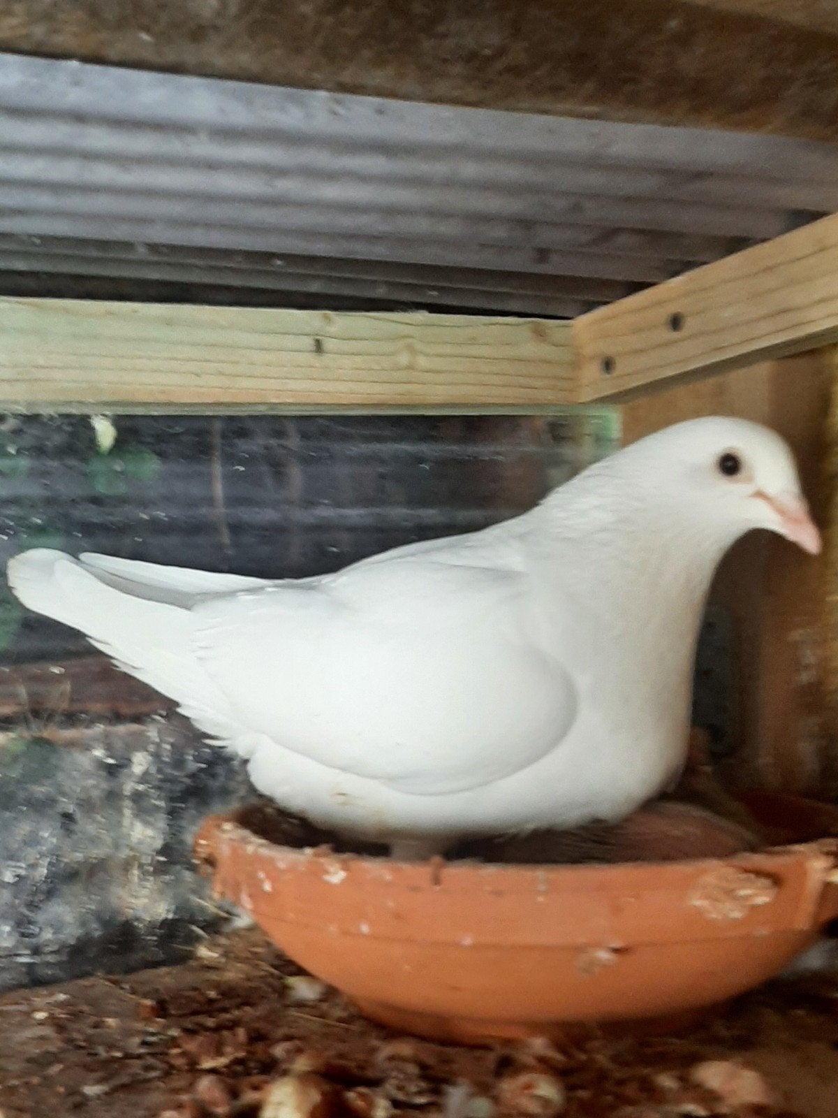 Witte postduiven, Plusieurs animaux, Pigeon voyageur
