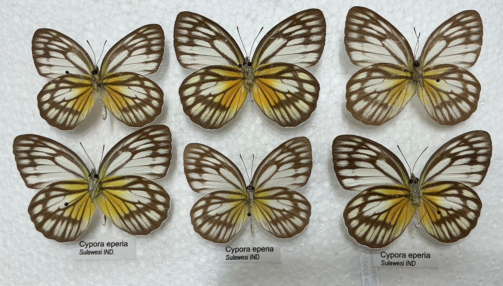 Cypora eperia, vlinders uit Sulawesi, Ophalen of Verzenden, Zo goed als nieuw
