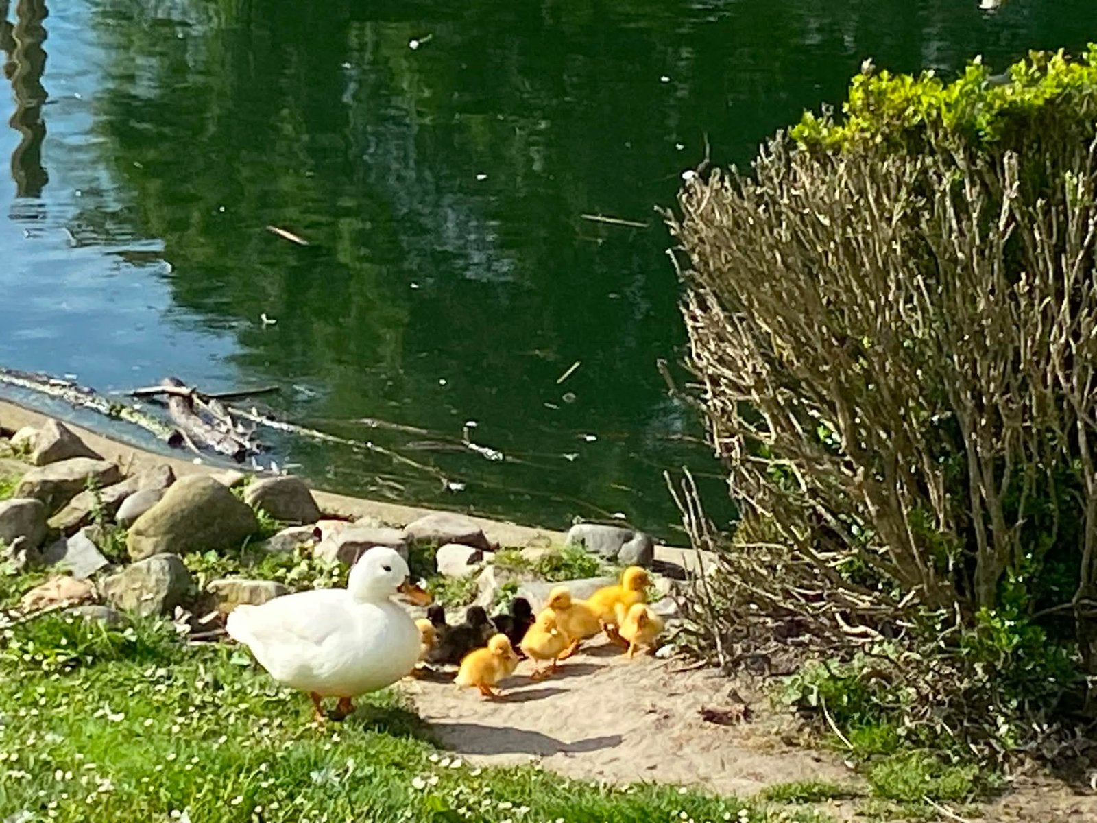 Kuikens kwaker, Dieren en Toebehoren, Meerdere dieren, Eend