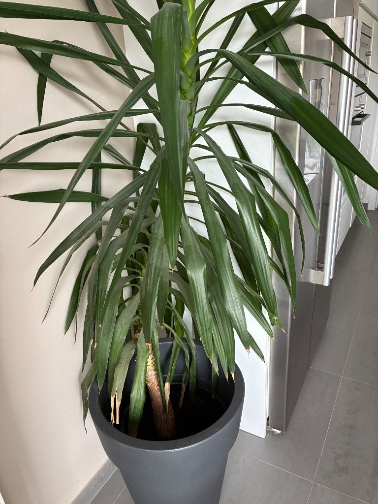 Yucca plant, Tuin en Terras, Ophalen, Vijverplanten