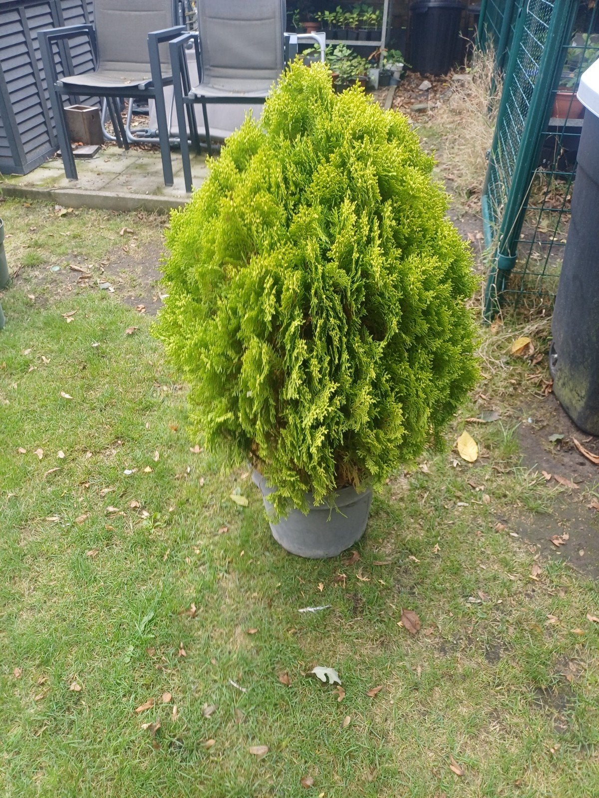 1 stuk levensboom, Ophalen