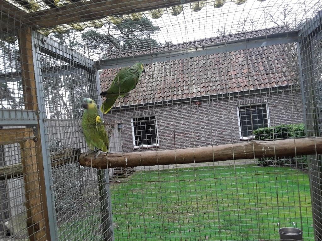 koppel  blauwvoorhoofd amazone, Dieren en Toebehoren, Vogels | Parkieten en Papegaaien, Papegaai, Geringd