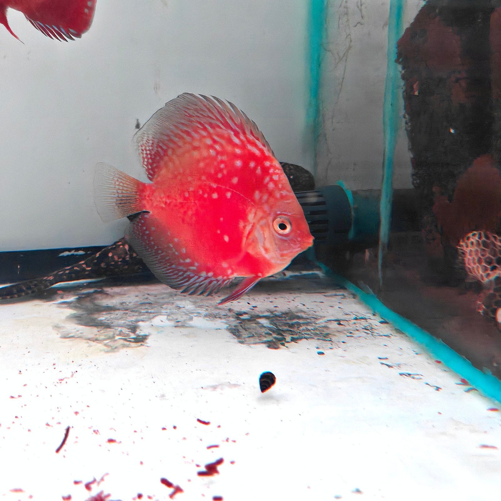 Discus moonstone red, stripe en checkerboard, Dieren en Toebehoren, Vissen | Aquariumvissen, Vis, Zoetwatervis, Schoolvis