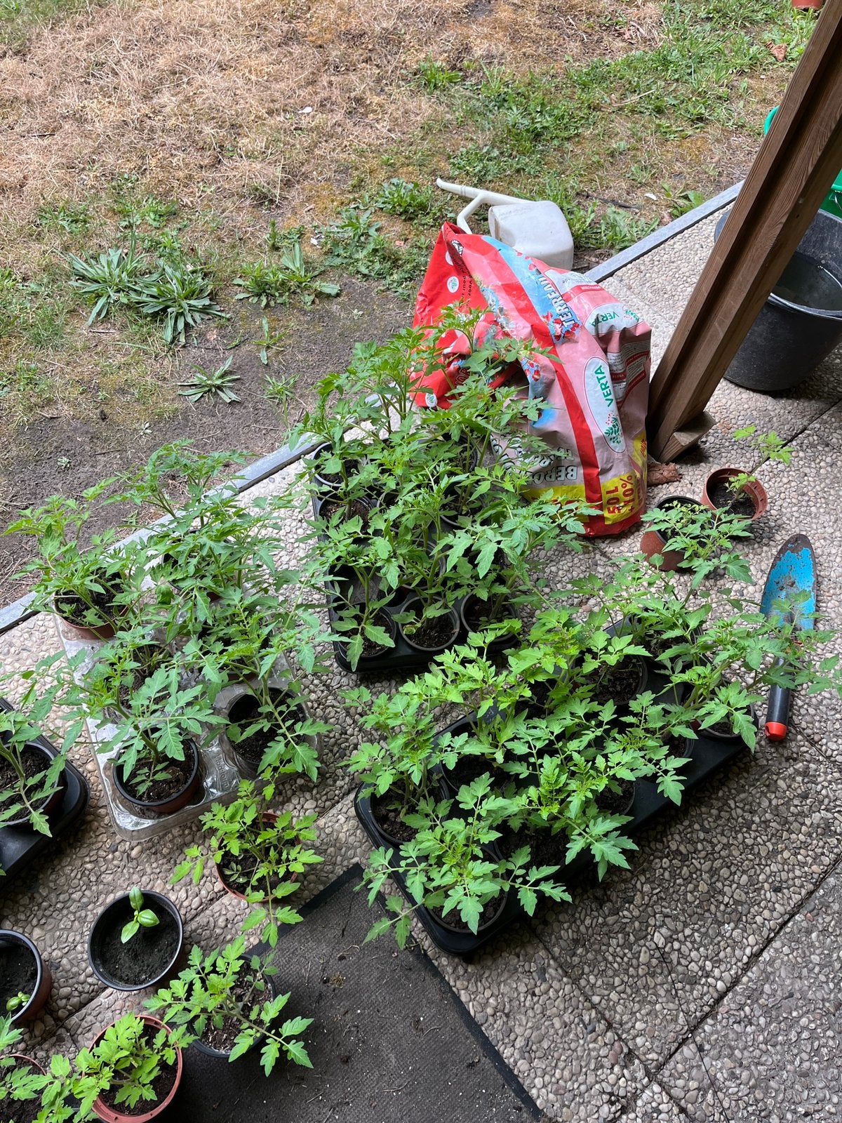 Tomateplantjes te koop, Ophalen