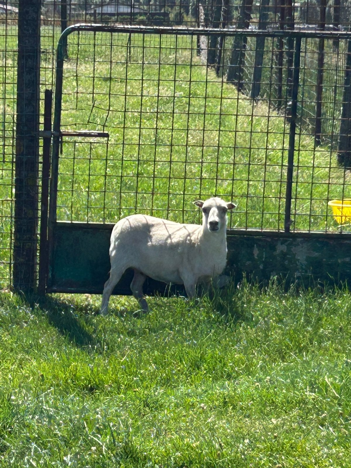 Mooi dwergschaapje ooitje ( vrouwelijk ), Femelle, Mouton
