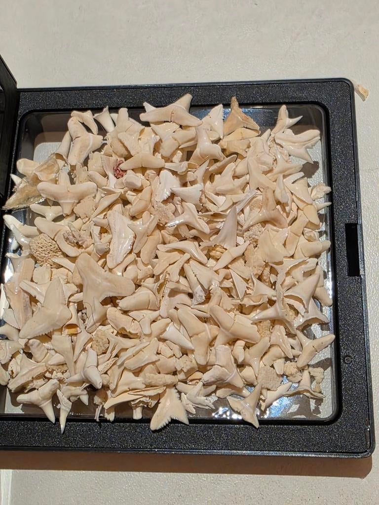 Heel veel kleine recente haaientandjes uit Australië., Verzamelen, Mineralen en Fossielen, Fossiel, Ophalen of Verzenden