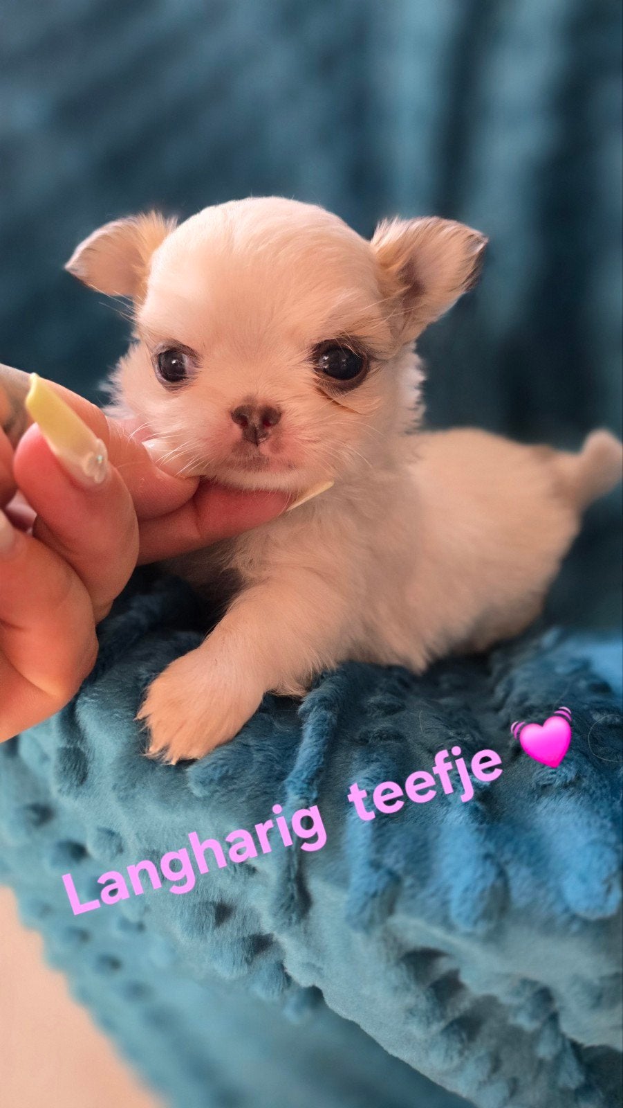Prachtige langharige en kortharige chihuahua pups, Dieren en Toebehoren, Parvo, België, Fokker | Hobbymatig, 8 tot 15 weken