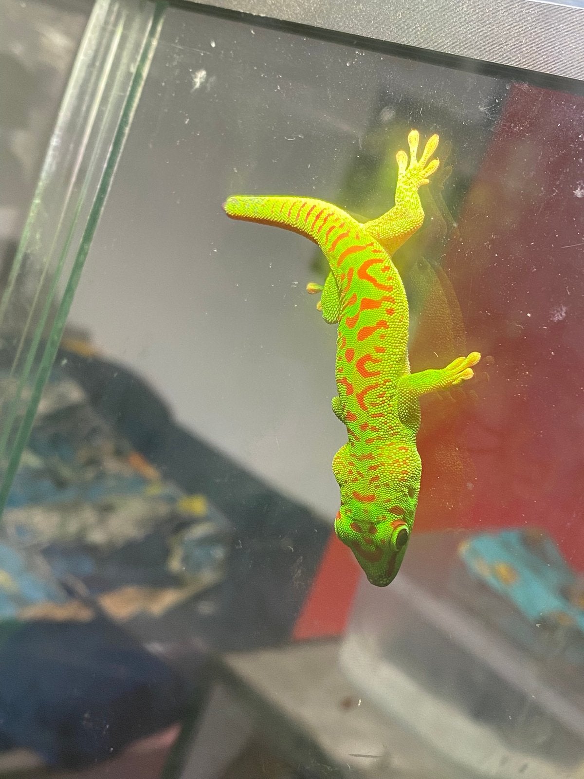 0.0.5 phelsuma grandis, Lézard, Domestique, 0 à 2 ans