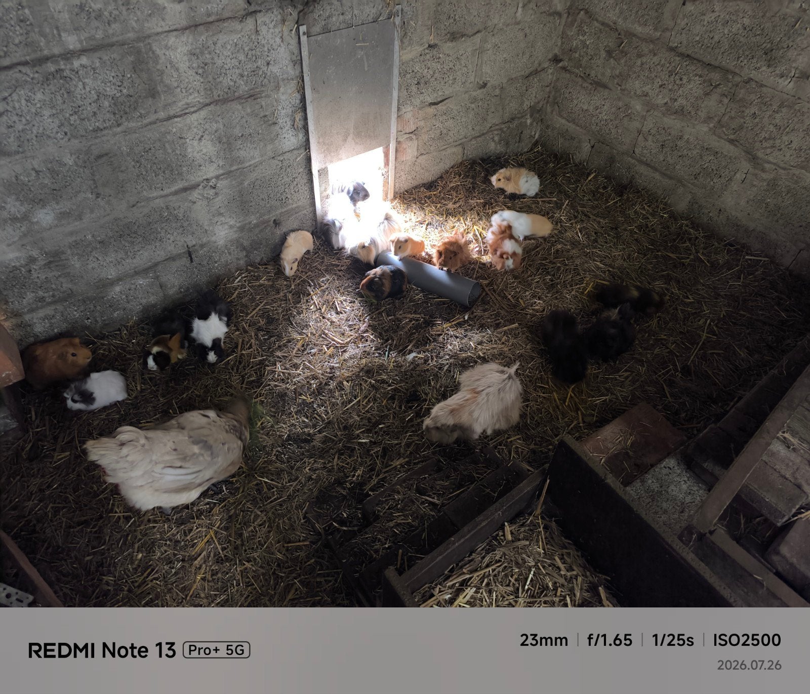 Gezonde cavia's (variatie in kleur) zoeken een goede thuis, Ophalen, Knaagdier of Konijn