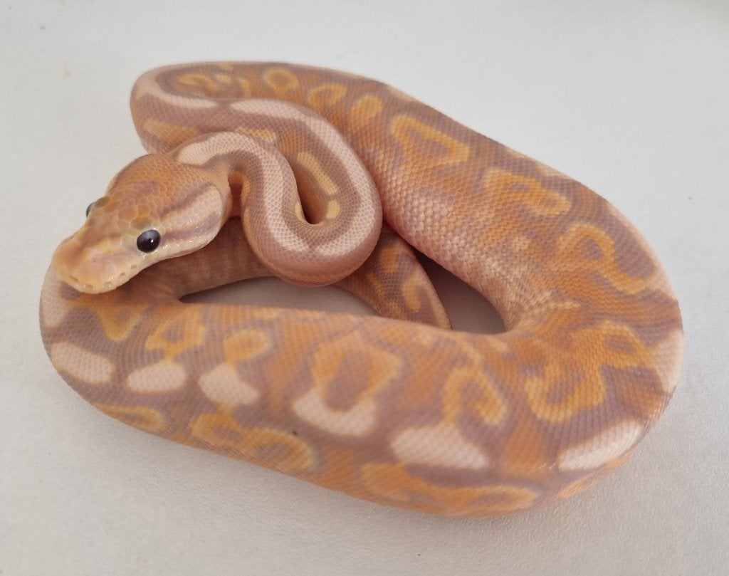 1.0 banana gravel od cinnamon (spotnose) het clown Ball Python - male for sale from Mex