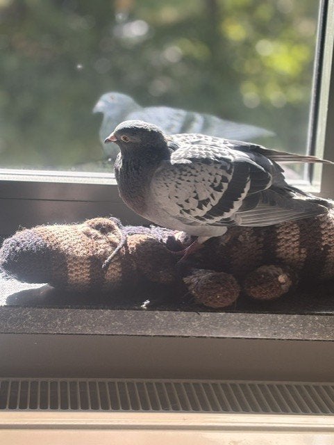 Tamme postduif, Mâle, Pigeon voyageur