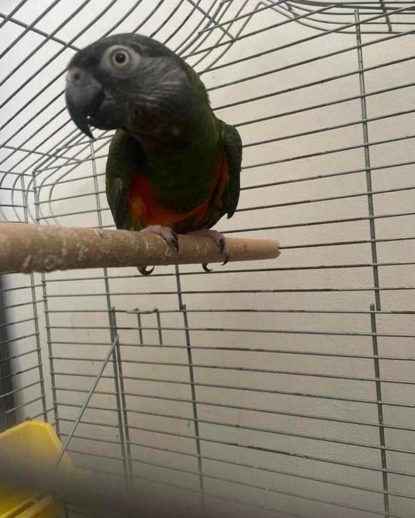 Bonte boer roodbuik kweekman, Mâle, Perroquet, Parleur