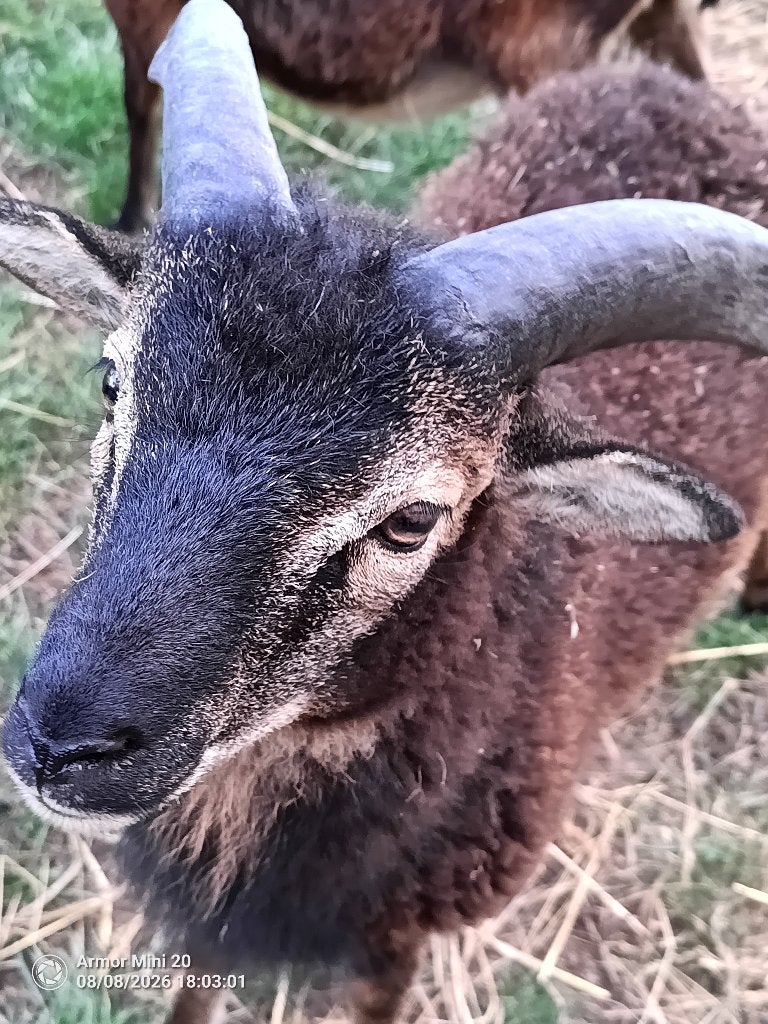Élevez des moutons au soja pur, Mâle, Mouton, 0 à 2 ans