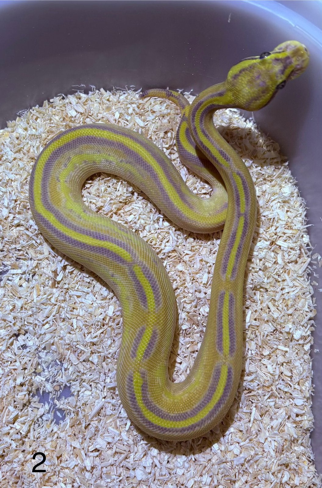 Python Regius Highway Enchi Vanilla, Animaux & Accessoires