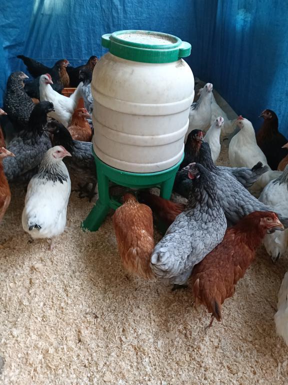 jonge kippen 7 verschillende kleuren 5+1/10+3 gratis, Vrouwelijk, Kip