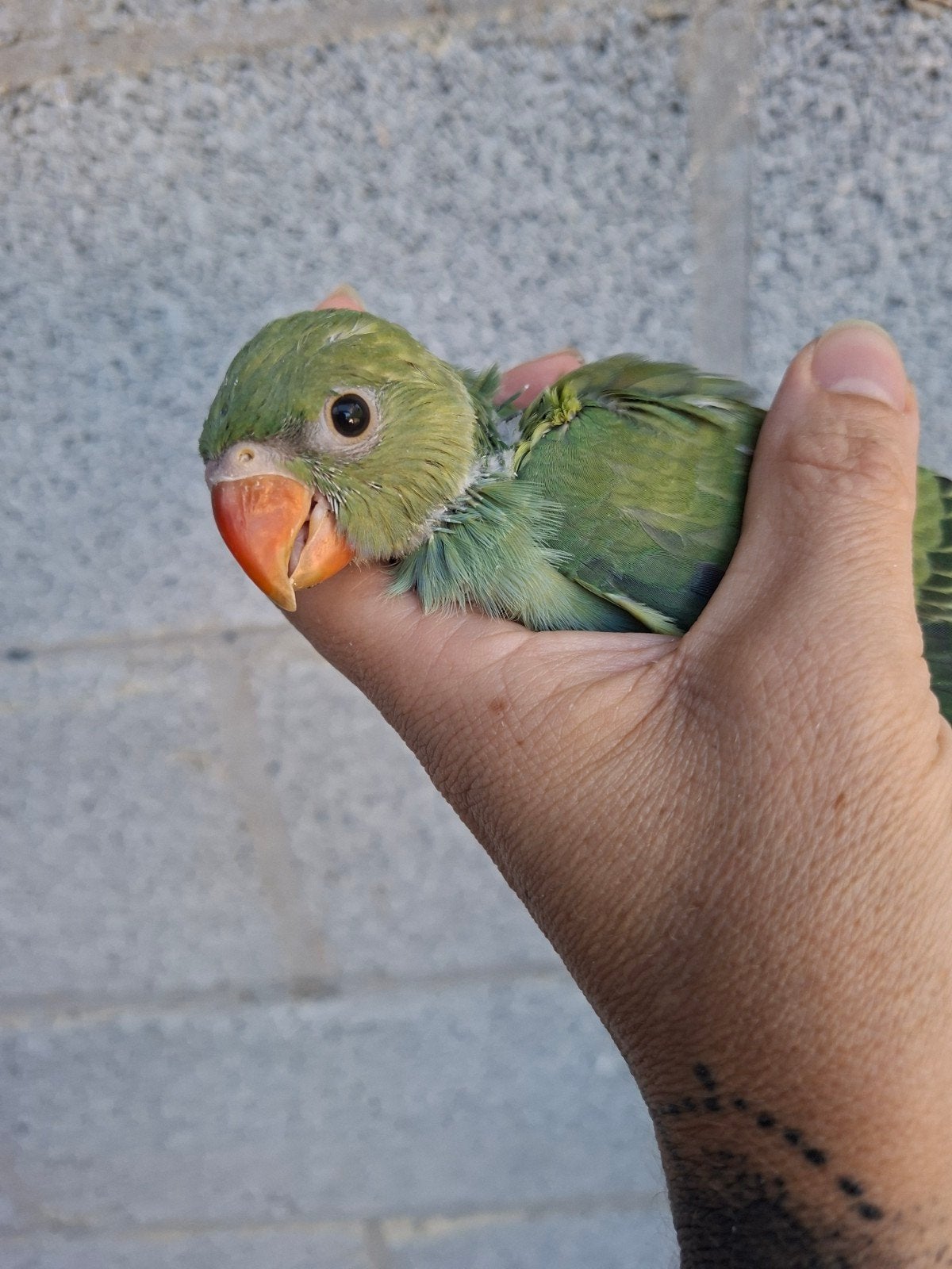 2bébés collier au nid, Animaux & Accessoires, Oiseaux | Perruches & Perroquets