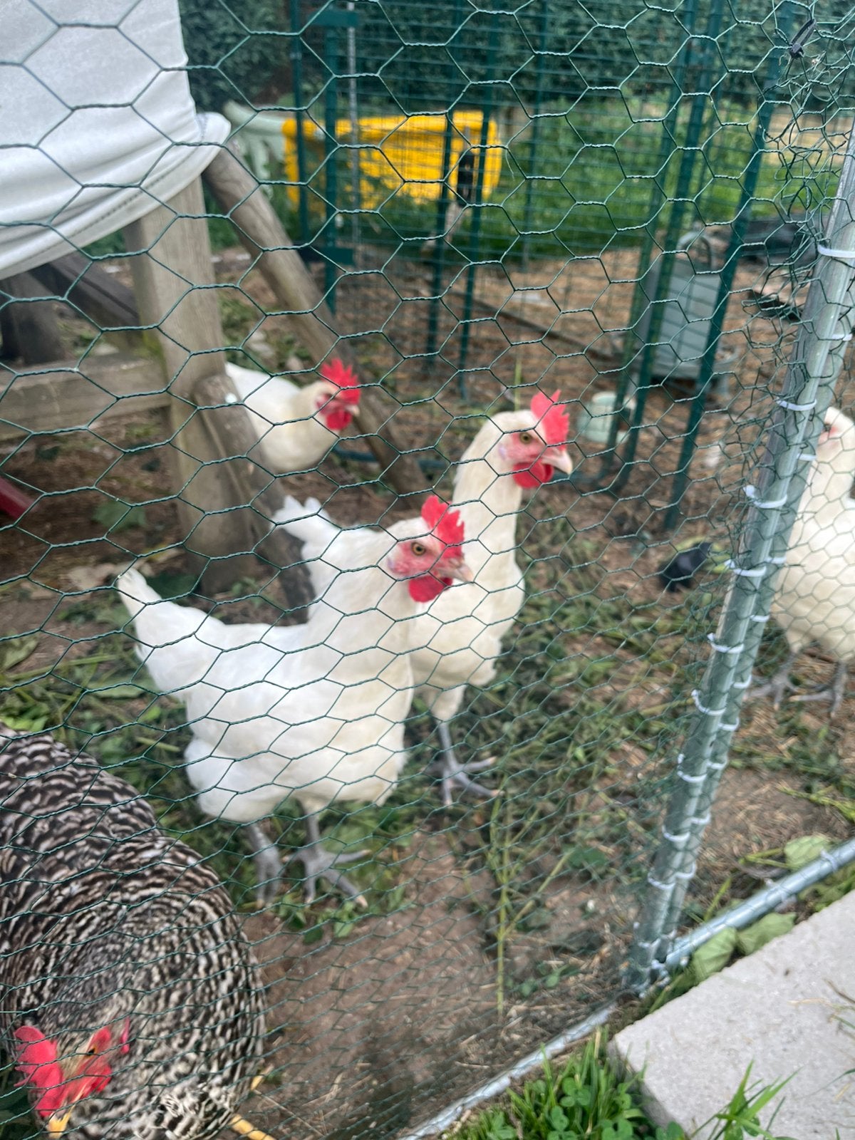 Coq de Bresse nés le 4 mars, Animaux & Accessoires, Volatiles, Poule ou poulet, Mâle