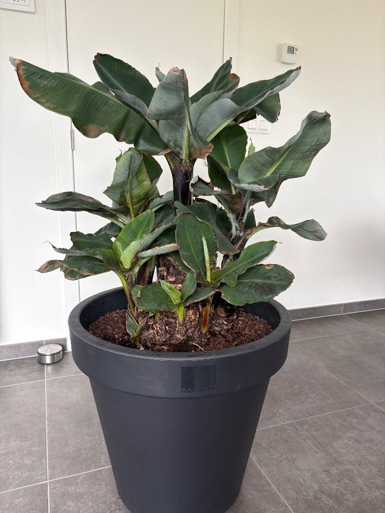 Bananenplant met pot, Huis en Inrichting, Kamerplanten, Ophalen, 100 tot 150 cm, Overige soorten, In pot