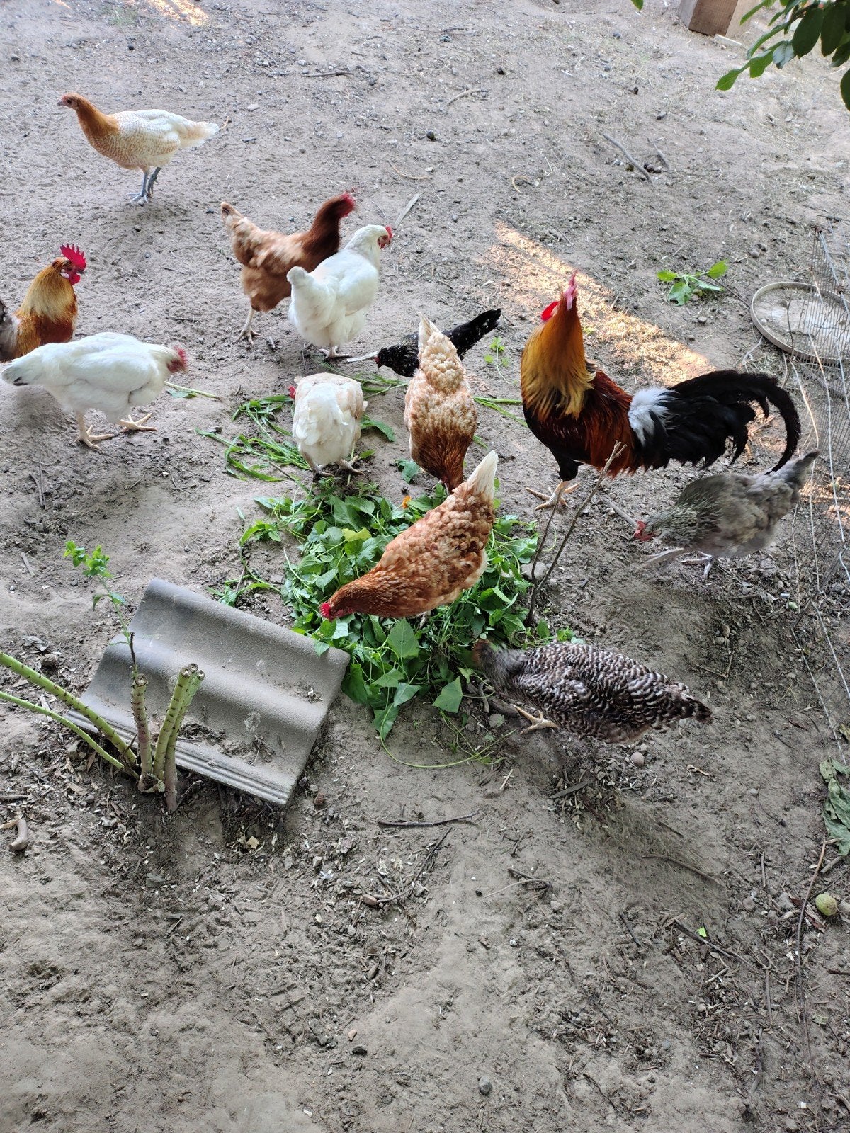 Toom legkippen, Dieren en Toebehoren, Pluimvee