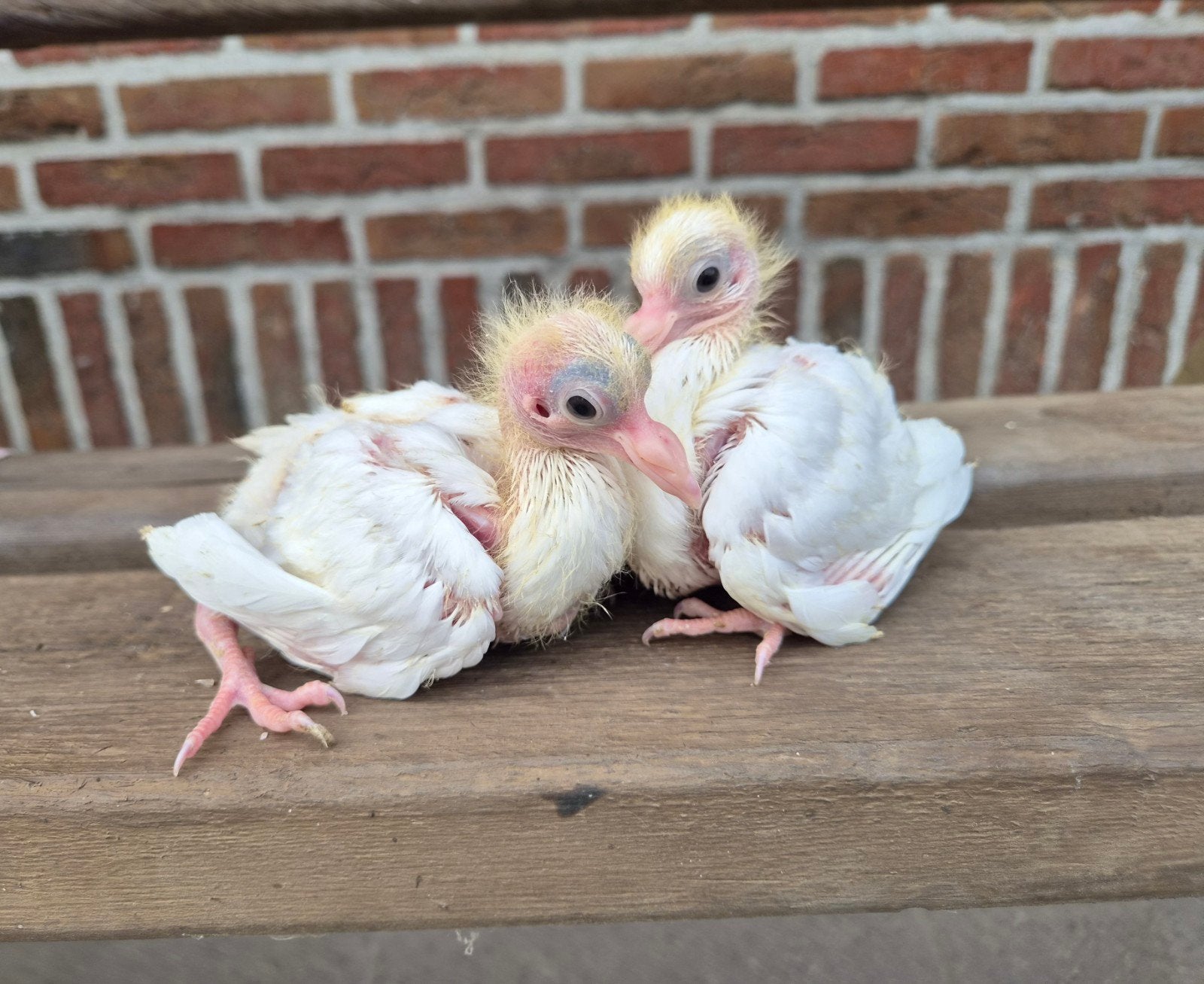 2 jonge witte pauwstaart sierduiven, Meerdere dieren