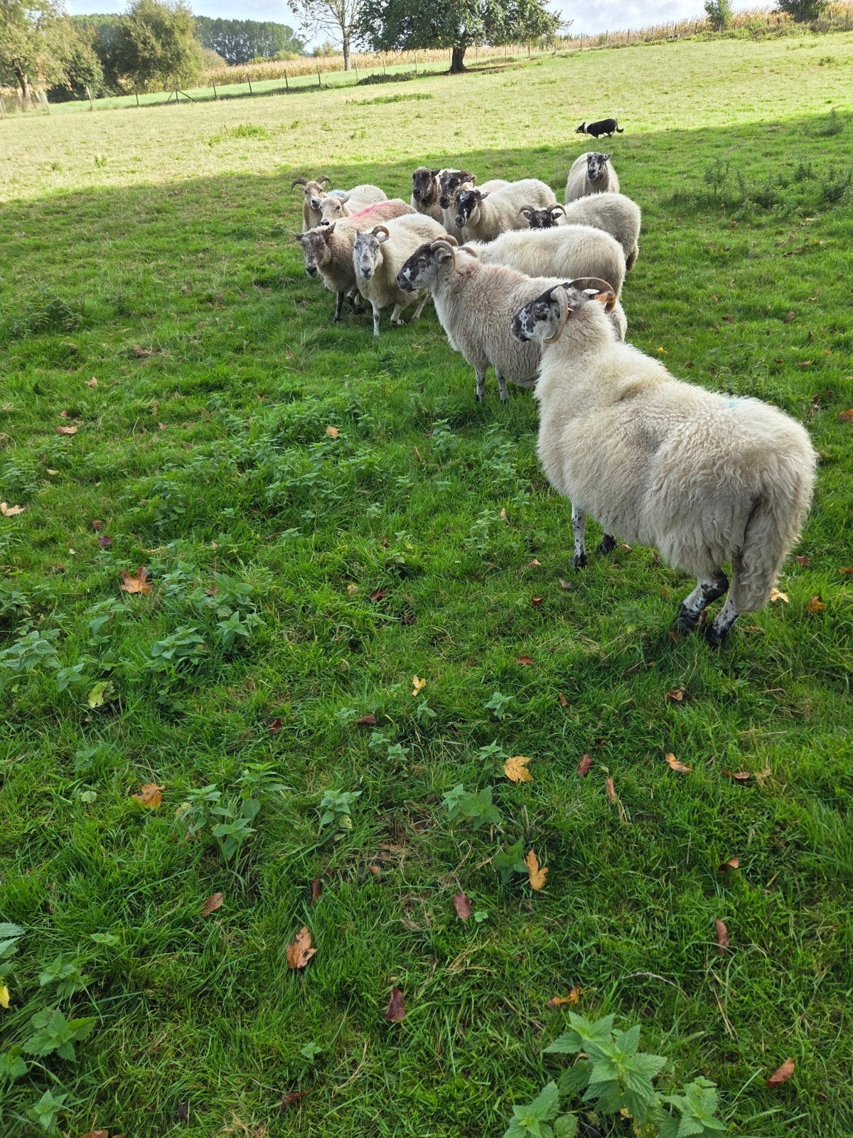 mouton, Femelle, 3 à 5 ans