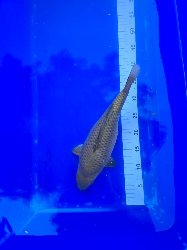 Mooie Chagoi Nisai 35-40cm!, Dieren en Toebehoren