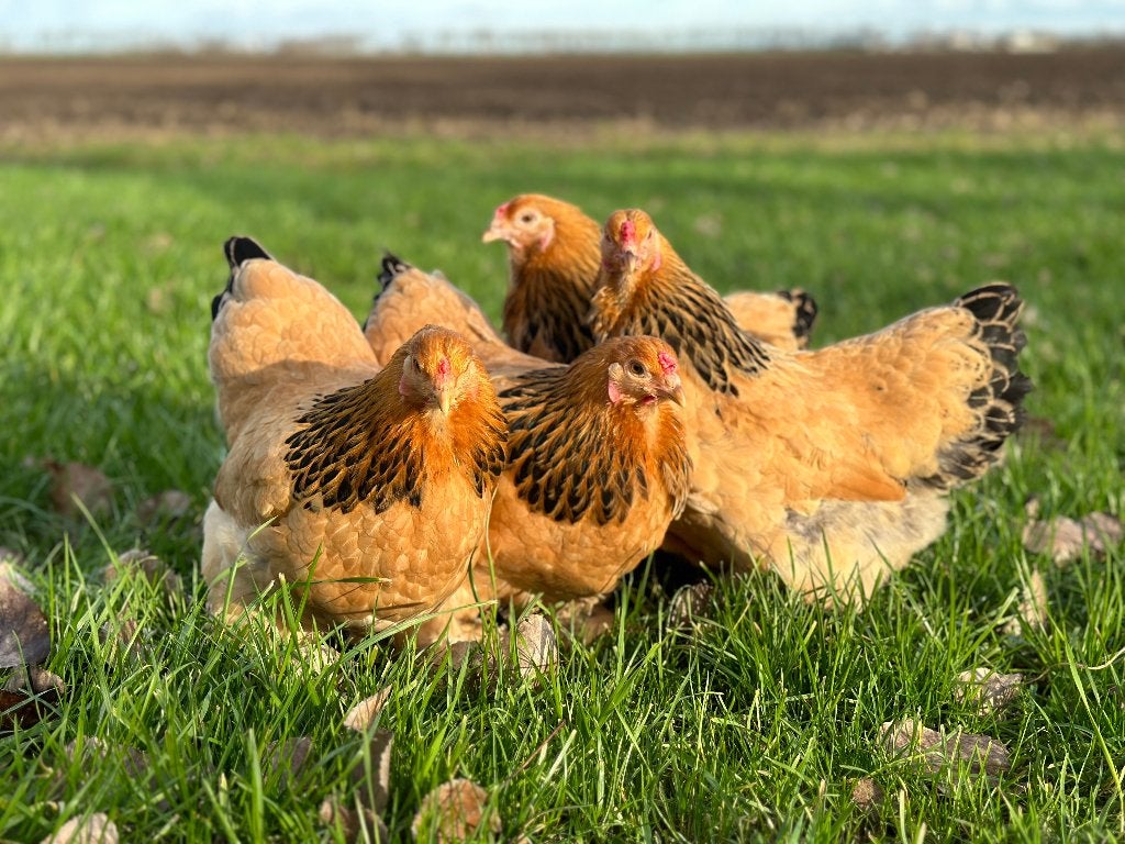 Jonge tamme Brahma kriel kippen gesekst en ingeënt, Dieren en Toebehoren, Pluimvee