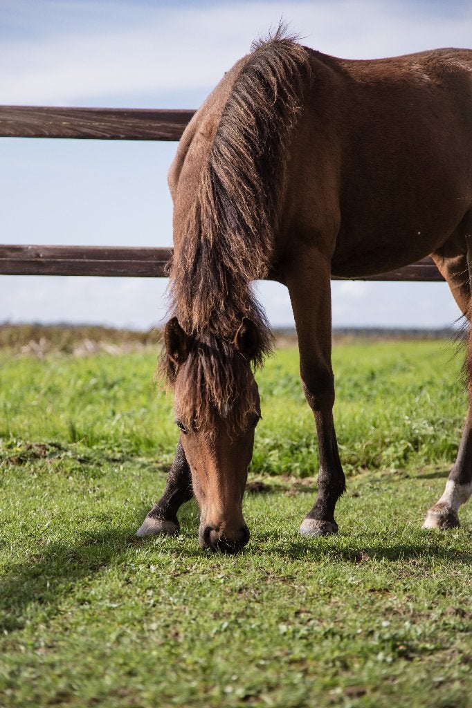 New Forest jaarling merrie, Dieren en Toebehoren, Merrie, Minder dan 160 cm, Met stamboom, Dressuurpaard